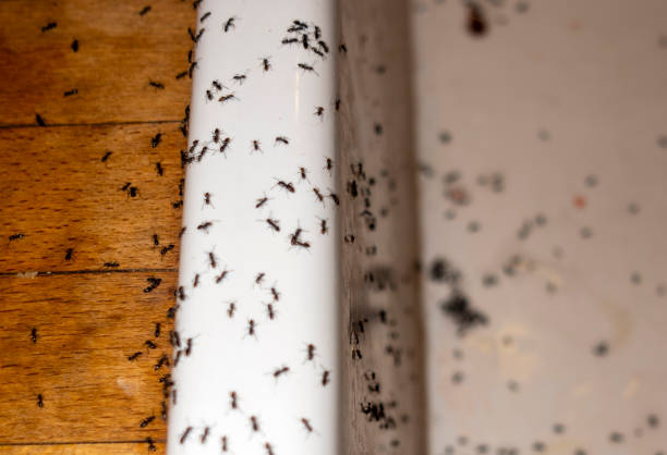 Best Pest Control Near Me in West Haven Sylvan, OR