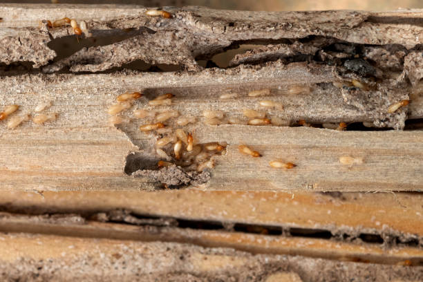 Trusted West Haven Sylvan, OR Pest Control Experts